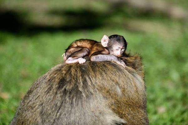 Les macaques de barbarie sont une espèce en danger