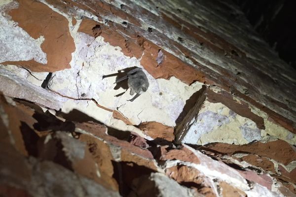 Chaque année, les chauves-souris du fort de Guise sont comptées de janvier à février.