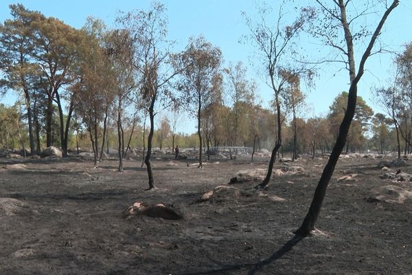 La Forêt de Rambouillet déjà sujette à une importante sècheresse