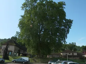 Le platane de Mozas, à Bourgoin-Jallieu (Isère), dont l'âge est estimé entre 150 et 200 ans, est l'un des plus vieux de France.