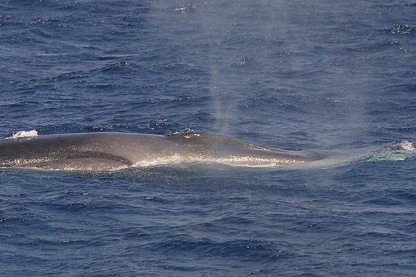 Pelagos est un accord en vigueur depuis 2002 signé par la France, l’Italie et la Principauté de Monaco, qui créé un sanctuaire pour les mammifères marins en Méditerranée. 