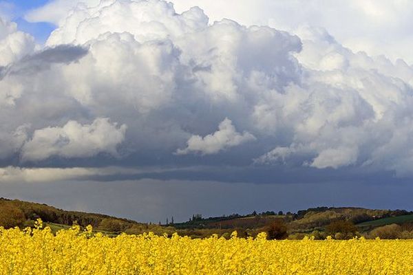 Colza sous l'orage