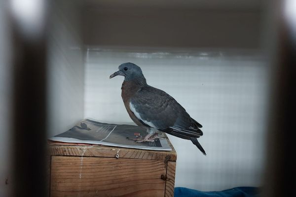 Les tourterelles turques (grises à collier noir) sont une espèce chassable et classée en préoccupations mineures sur la liste rouge des espèces menacées.