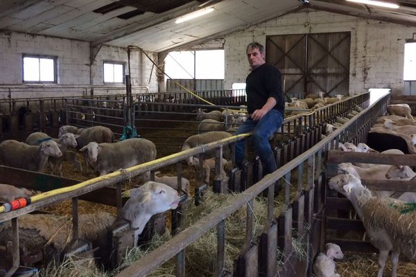 Le plan loup ne satisfait pas les éleveurs bovins en Haute-Loire. 