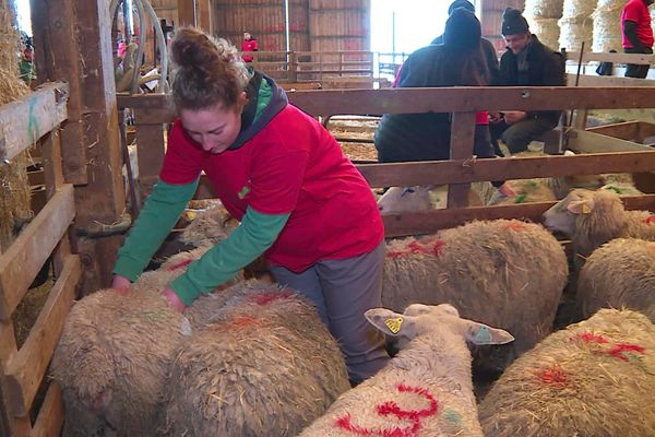 Une cinquantaine d'élèves de six lycées agricoles de Lorraine s'affrontent pour une qualification à la finale nationale du meilleur berger de France.