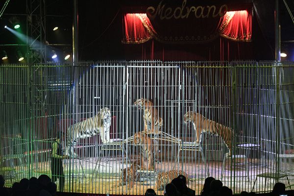 Le spectacle du cirque Medrano met notamment en scène des tigres.