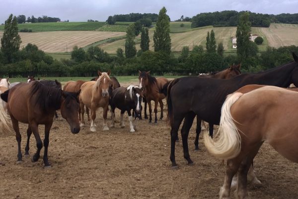 Les chevaux de l'association Fidji's Paradise à Châtenet dans le sud de la Charente-Maritime