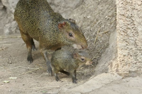 Un agouti d'Azara est né le 1er juin dernier au Jardin animalier Rainier III.