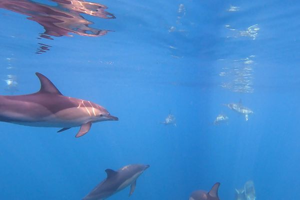 Le projet Explore Pelagos vise notamment à étudier l'impact des activités humaines sur la faune marine.