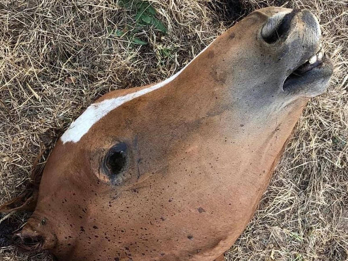 Ce Que L On Sait Sur La Multiplication Des Attaques Et Mutilations De Chevaux Depuis Le Debut De L Annee