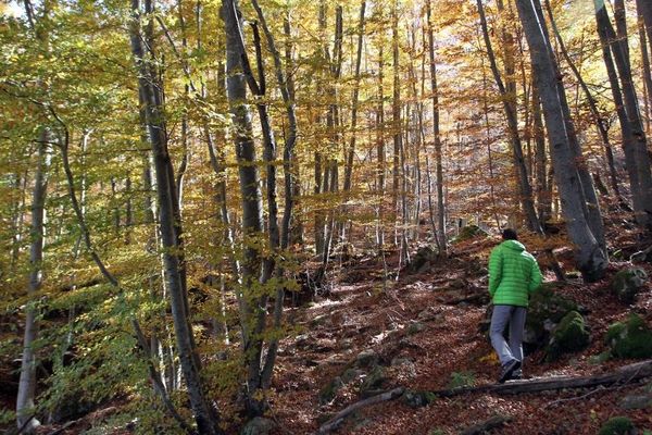 Les trois quarts des forêts corses sont privées, les autres sont gérées par l’office national des forêts.