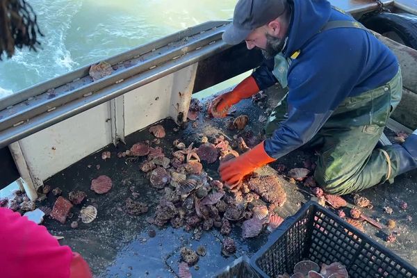 Les marins de la Reine de la Mer ont pêché 200 kilos de coquilles, le 29 novembre, au pertuis Breton.