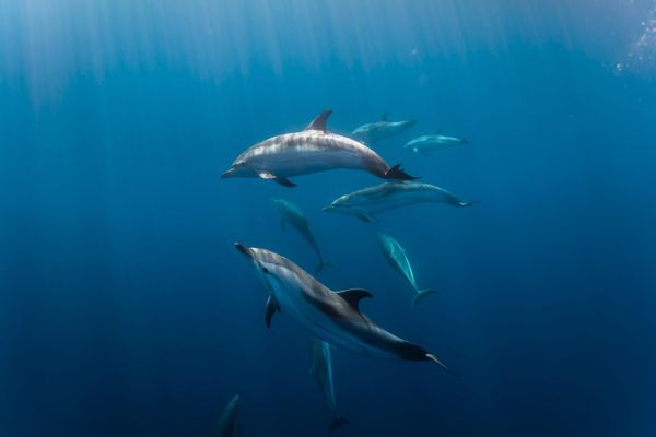 Dauphins bleus et blancs