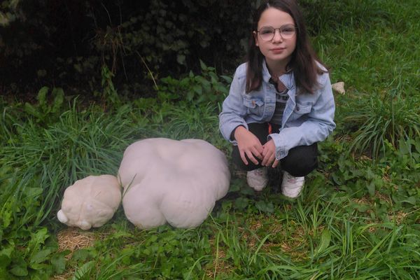 Sacrée cueillette, une vesse géante de plus de 7 kilos, du jamais vu pour ce cueilleur de champignon dans le Jura, et cette petite fille.