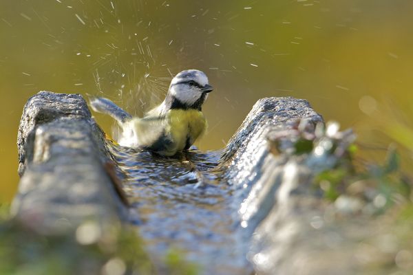 Cette mésange bleue a eu la chance de trouver un point d'eau.