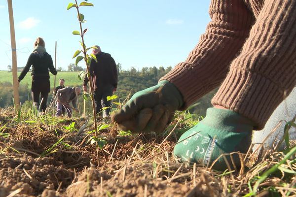 “On est tous ensemble, y’a une très bonne ambiance et on a tous l’impression de faire quelque chose d’important” Un bénévole des Jeunes gardiens de la forêt participe à un chantier de plantation d'arbre à Millac, dans la Vienne, le 15 novembre 2024.