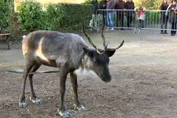 Un renne venu de Laponie suédoise a été présenté aux visiteurs du parc de l'Arquebuse à Dijon