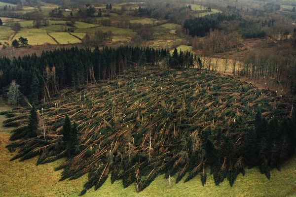 Dans la Creuse, une forêt de pins décimée par la tempête 99