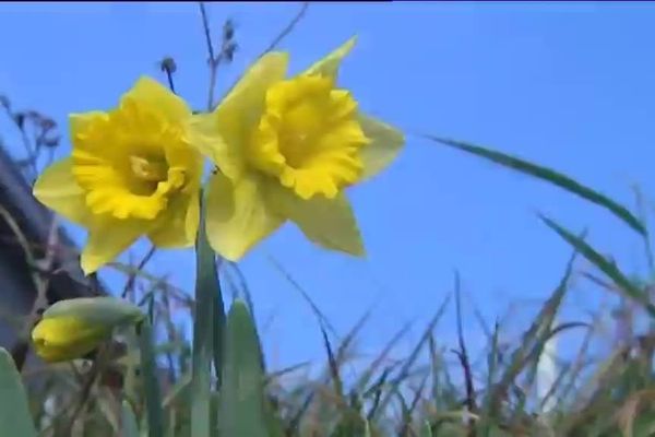 Le 30 décembre et des jonquilles fleuries à Vesoul