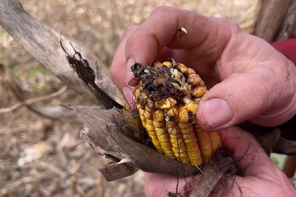 Les grains commencent à germer en bout d'épi. Saint-Junien, le 16 novembre 2023.