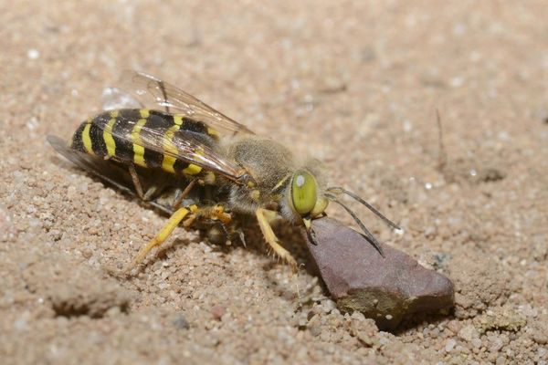 Les syrphes composent à 90% cette vague de migration massive d'insecte, observée à l'automne dans un goulot d'étrangement des Pyrénées, au col de Bujaruelo.