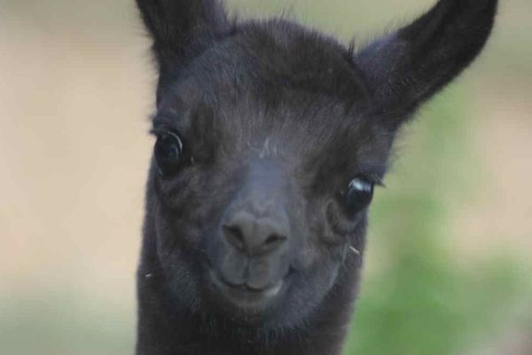 Isere Un Bebe Lama Nait Dans Leur Jardin On Croyait Que C Etait Une Chevre