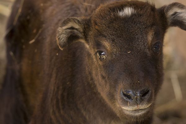 Puy De Dome Les Nouveaux Nes Du Parc Animalier D Auvergne Visibles Des Le 18 Mai