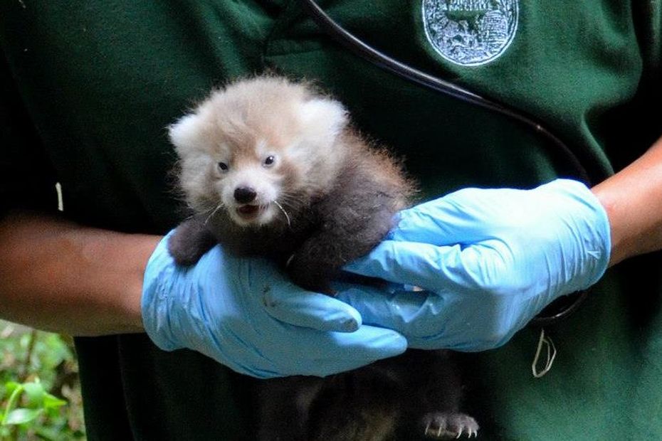 Naissance De Deux Pandas Roux A La Menagerie Du Jardin Des Plantes De Paris