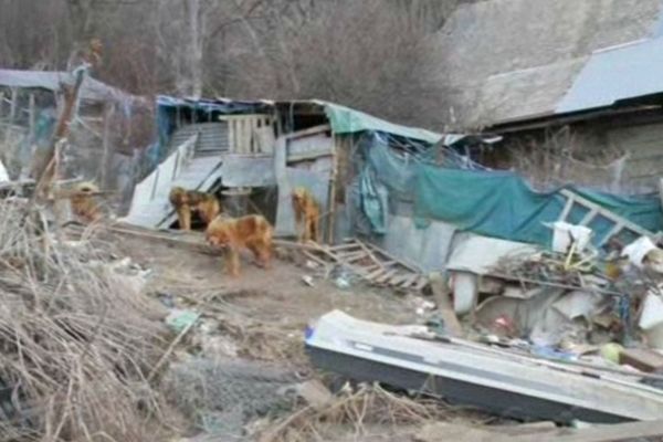 Le chenil laissé à l'abandon en 2011