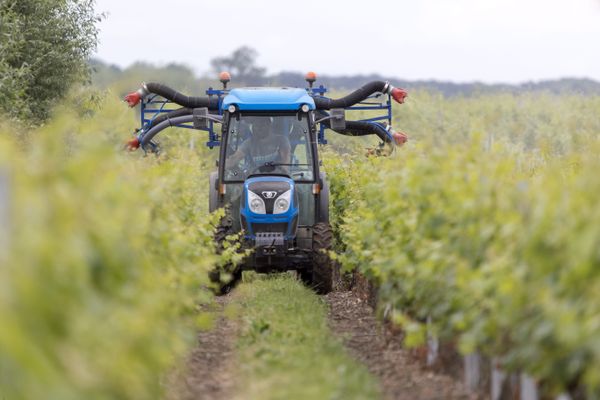 La dernière étude de l'association Générations futures indique des quantités très importantes de folpel en Gironde, un fongicide utilisé dans le traitement de la vigne pour lutter contre l'oïdium, le mildiou ou le botrytis.