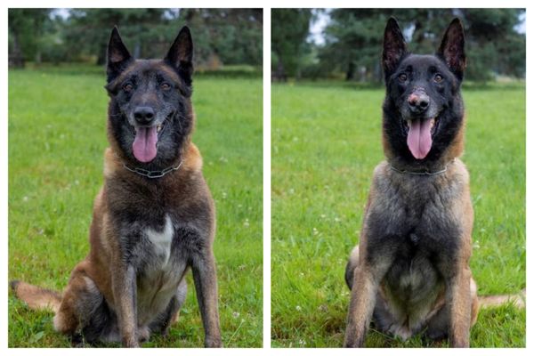 Ces deux bergers belges malinois sont mis à l'adoption.