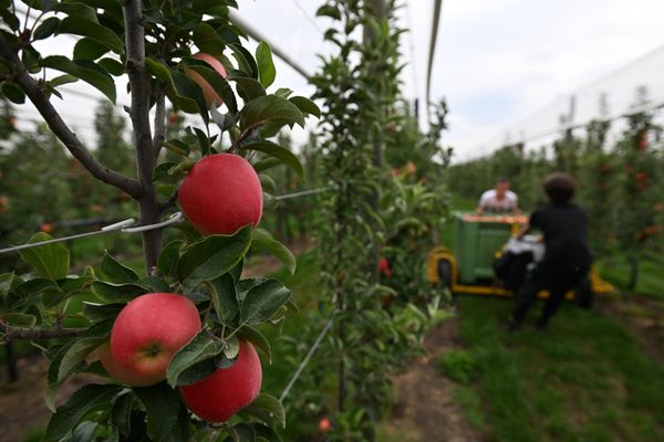 Malgré des épisodes de gel au printemps et un mois de juillet pluvieux, les récoltes de pommes devraient être bonnes en Normandie cette année 2024.