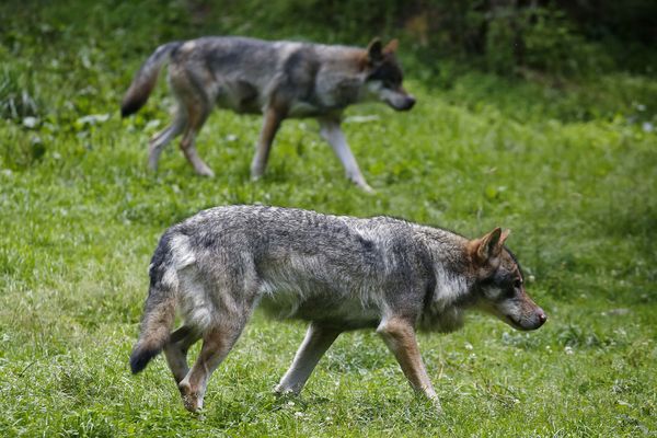 Loups La Carte Des Attaques Averees En Bourgogne Franche Comte