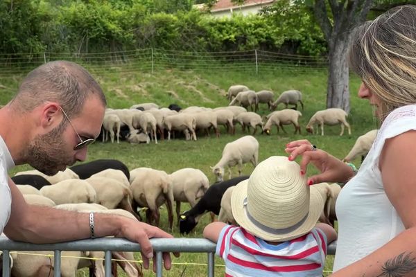 Avant les transhumances durant lesquelles les troupeaux  quittent le littoral pour la fraicheur de la montagne, le village de Cabris organisait sa treizième Fête des Bergers.