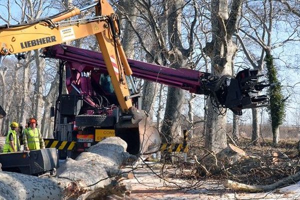 Les platanes seront remplacés par d'autres platanes hybrides ainsi que de nouvelles essences.