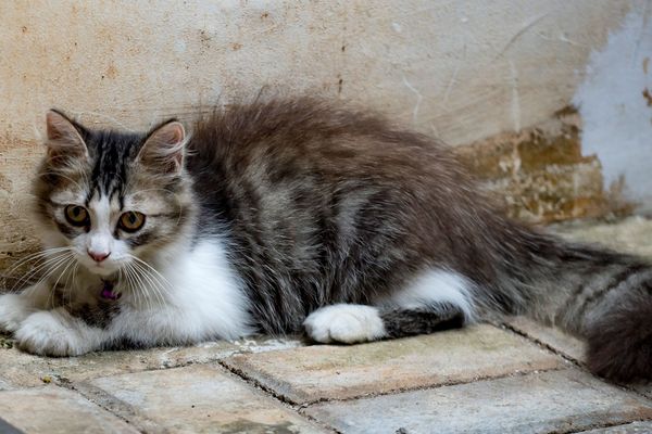 Le nombre de chats abandonnés avait presque doublé l'été dernier, causant des difficultés aux refuges d'animaux domestiques. (Illustration)