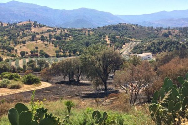 L'incendie qui s'est déclaré dimanche 7 août à Oletta a ravagé sept hectares.