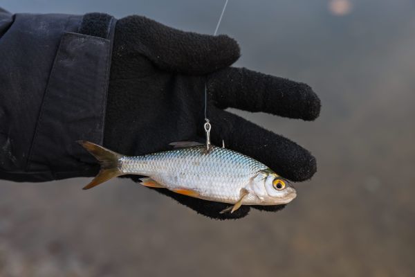 Dans la pêche au vif, un petit poisson vivant est utilisé pour appâter un poisson carnivore plus gros