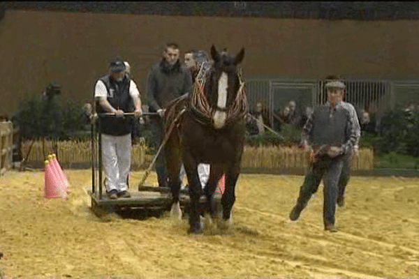 Au salon de l'agriculture, le concours de chevaux de trait commence par une épreuve de traction destinée à évaluer la puissance.