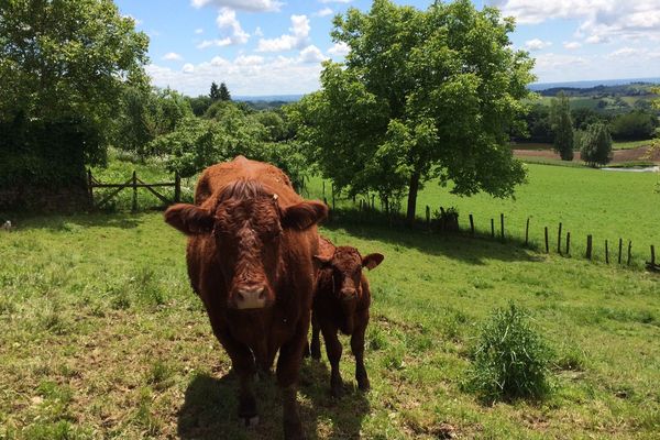 La ferme de Bernard Ginalhac, à Leynhac dans le Cantal, est une des exploitations inscrites dans le programme Européen Beef Carbon