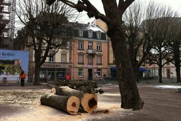 Les premiers marronniers ont été coupés.