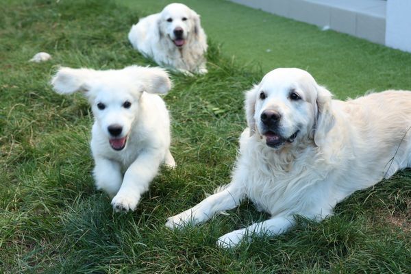 Les chiens peuvent développer du stress face aux bruits.