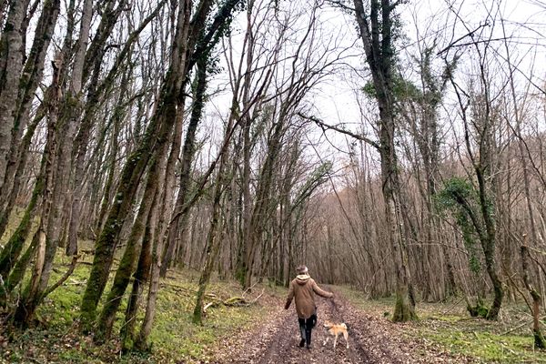 Du 15 avril au 30 juin, les chiens doivent impérativement être tenus en laisse en forêt.