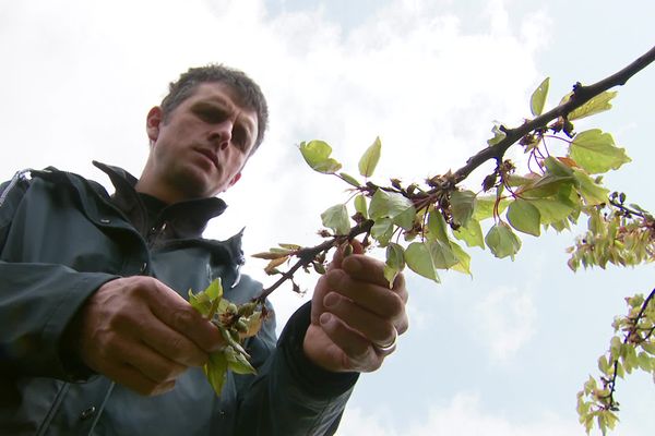 François Gonon, arboriculteur à Saint-Didier-sous-Riverie (Rhône), ne plante plus un arbre sans le protéger des aléas climatiques