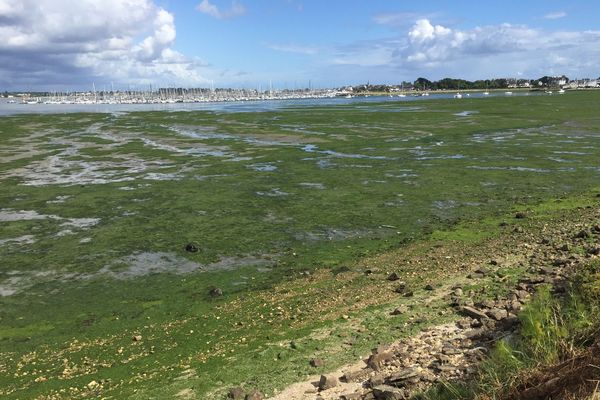 L'anse de Zanflamme, près du port de Lorient, voit régulièrement la prolifération d'algues vertes