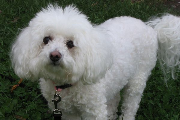 Sibelle ressemble à ce bichon frisé blanc, même taille, même couleur. 