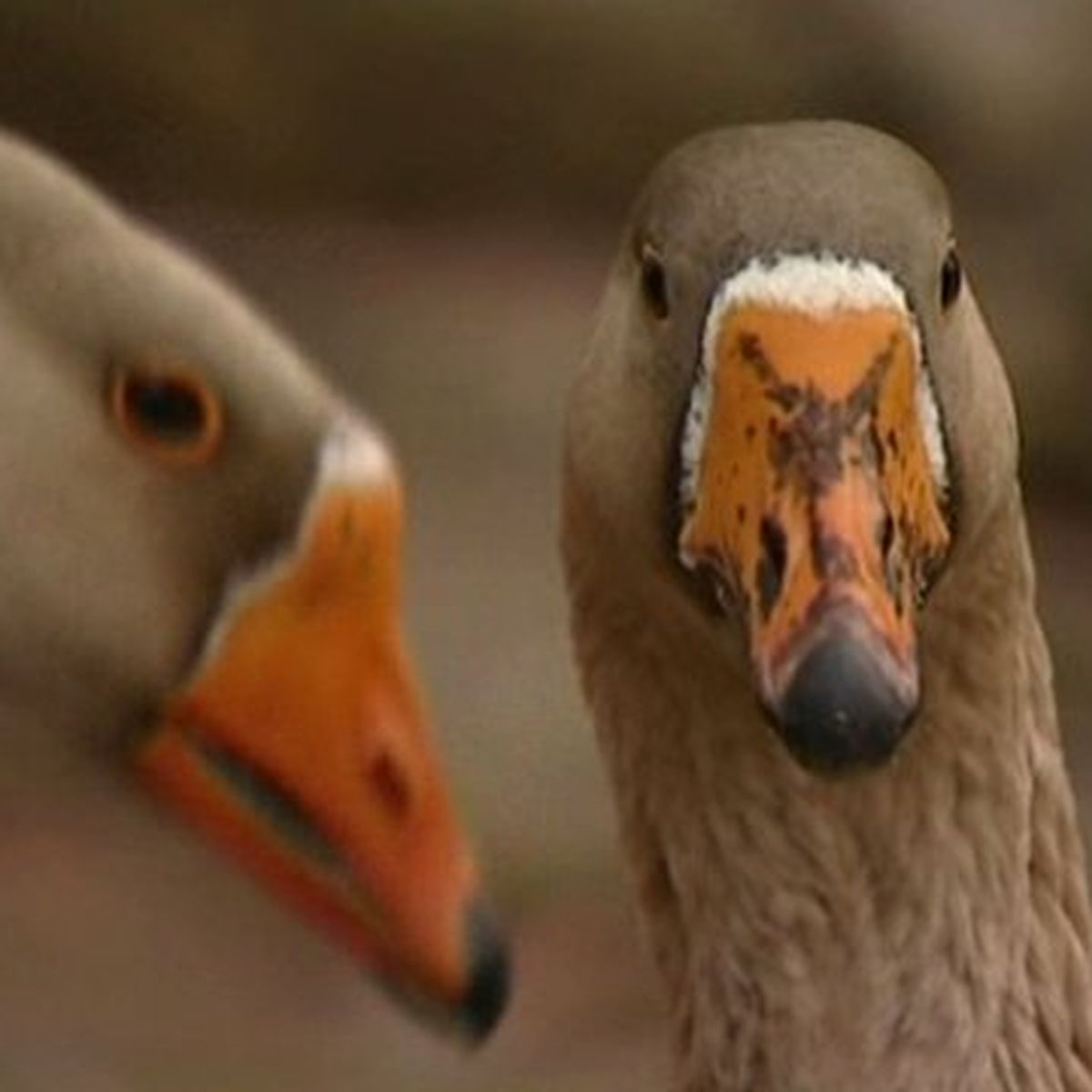 Neuvy-sur-Loire : que faire des oies sauvages qui se promènent dans le  village ?