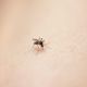 Le premier cas de dengue a été détecté par l'Agence Régionale de Santé à Montpellier. Lundi 8 juillet 2024.