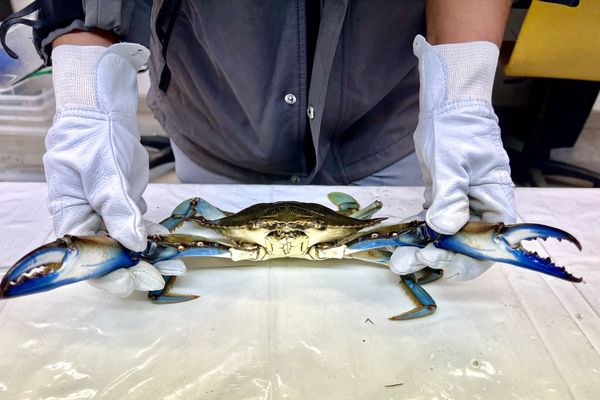 L'avez-vous déjà croisé ? Le crabe bleu : Callinectes sapidus « Beau crabe nageur savoureux » invasif et agressif.