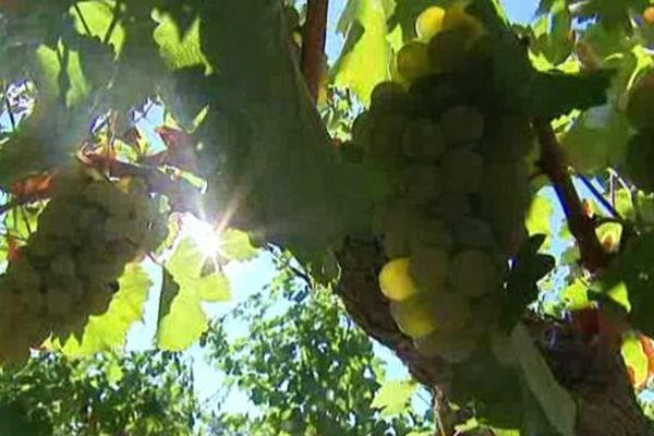 Les vendanges ont trois jours d'avance sur la récolte 2014.